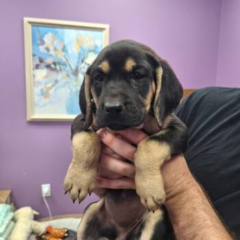 Hound Dogs Available for Adoption in Gautier, Mississippi - Daisy | PetCurious