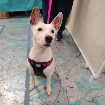 Fox Terrier and Pit Bull Terrier Dogs Available for Adoption in Coos Bay, Oregon - Kaia | PetCurious