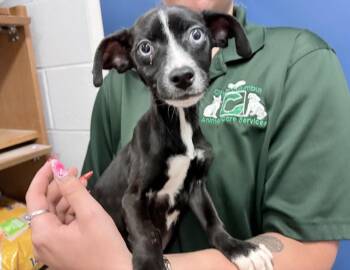 Dobby -  Whippet Dog for Adoption in Columbus, Indiana - Dobby | PetCurious