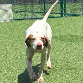 Sissy 8295 -  English Pointer Dog for Adoption in Loxahatchee Groves, Florida - Sissy 8295 | PetCurious