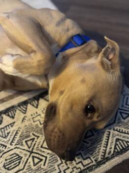 Pit Bull Terrier Dogs Available for Adoption - River | PetCurious