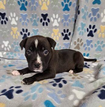 Parfait -  Mixed Breed Dog for Adoption in Wabash, Indiana - Parfait | PetCurious