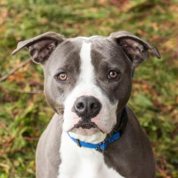 Louie -  Mixed Breed Dog for Adoption in Middletown, Rhode Island - Louie | PetCurious