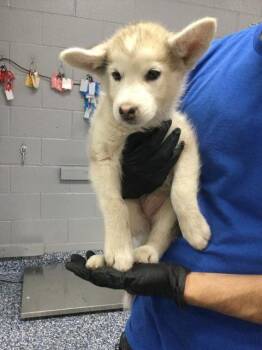 Siberian Husky and Mixed Breed Dogs Available for Adoption in Thousand Palms, California - JENNY | PetCurious
