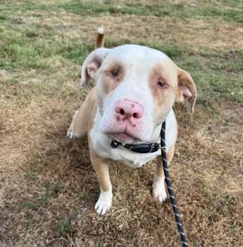 Mixed Breed Dogs Available for Adoption in Conway, South Carolina - Moonie- Bestest Blind Boy Seeks Person To Love! | PetCurious