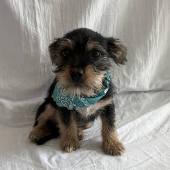 Kyle -  Mixed Breed Dog for Adoption in Canal Winchester, Ohio - Kyle | PetCurious