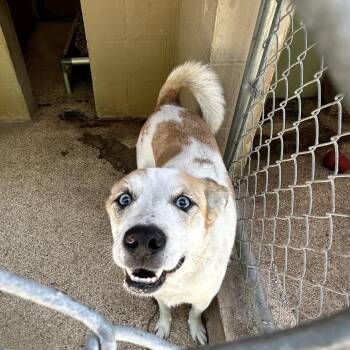 Indie -  Australian Shepherd Dog for Adoption in Newport, North Carolina - Indie | PetCurious