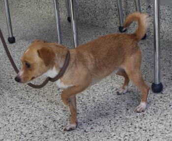 Terrier Dogs Available for Adoption - Pete (11409) | PetCurious