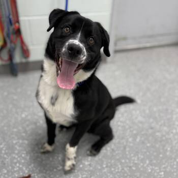 Border Collie Dogs Available for Adoption in Bardstown, Kentucky - Sammy | PetCurious