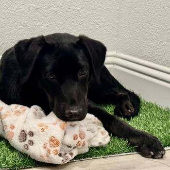 Boden Earth C508 -  Labrador Retriever Dog for Adoption in Allen, Texas - Boden Earth C508 | PetCurious