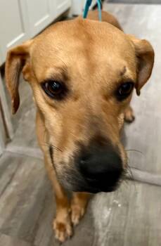 Rescue Black Mouth Cur Dogs for Adoption in Labelle, Florida - Kai | PetCurious