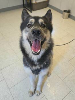 Mani -  Golden Retriever and Husky Dog for Adoption in Trenton, New Jersey - Mani | PetCurious