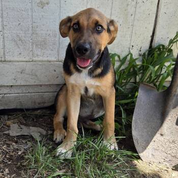 Dillanger -  Coonhound Dog for Adoption in Muncie, Indiana - Dillanger | PetCurious