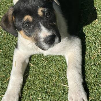 Australian Shepherd and Rottweiler Dogs Available for Adoption - Ava  | PetCurious