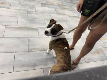 A1267708 -  Pit Bull Terrier Dog for Adoption in Charlotte, North Carolina - A1267708 | PetCurious