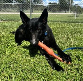 Leila -  German Shepherd Dog and Mixed Breed Dog for Adoption in Vero Beach, Florida - Leila | PetCurious