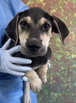 Scout -  Labrador Retriever and Mixed Breed Dog for Adoption in San Antonio, Texas - Scout | PetCurious