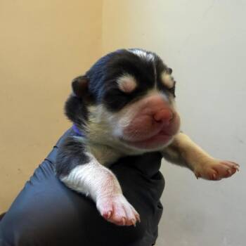 Purple collar -  Husky and Shepherd Dog for Adoption in Pasadena, California - Purple Collar | PetCurious