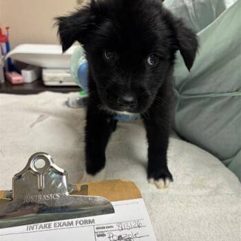 Pozole -  Mixed Breed Dog for Adoption in Tempe, Arizona - Pozole | PetCurious