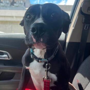 Alex -  Pit Bull Terrier and Mixed Breed Dog for Adoption in Boone, Iowa - Alex | PetCurious