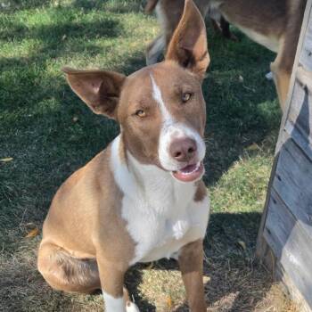 Salem -  Husky and Mixed Breed Dog for Adoption in Tacoma, Washington - Salem | PetCurious