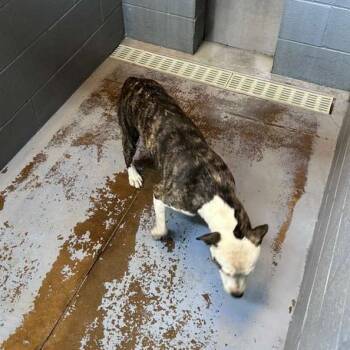 Rescue Mixed Breed Dogs for Adoption in Gadsden, Alabama - Cardi B | PetCurious