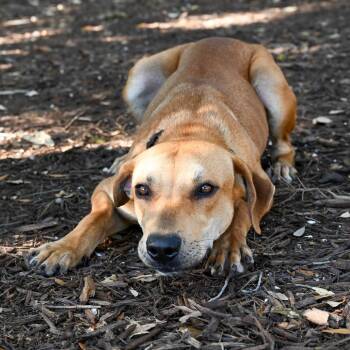 Rory -  Mixed Breed Dog for Adoption in Sarasota, Florida - Rory | PetCurious
