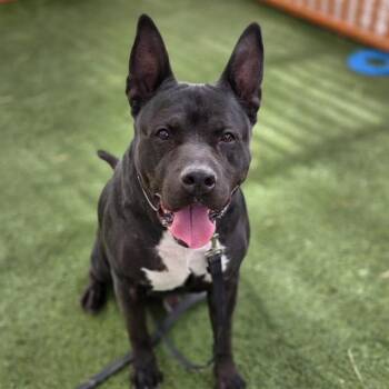 Pit Bull Terrier and Mixed Breed Dogs Available for Adoption in Las Vegas, Nevada - HAN SOLO | PetCurious