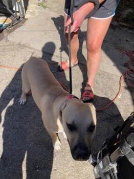 Rescue Mixed Breed Dogs for Adoption in Cincinnati, Ohio - Belle Star | PetCurious