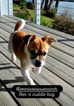 Shih Tzu and Chihuahua Dogs Available for Adoption - Ben | PetCurious