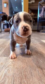 Maple ( Mama Glorias Cozy Cafe Crew Litter) -  Pit Bull Terrier Dog for Adoption in Carmel Hamlet, New York - Maple ( Mama Glorias Cozy Cafe Crew Litter) | PetCurious
