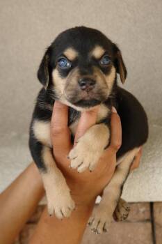 Rescue Terrier Dogs for Adoption in Bryan, Texas - Pinto | PetCurious