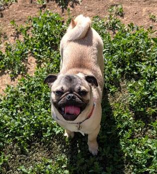 Pug Dogs Available for Adoption in Benton, Kansas - Gordo | PetCurious