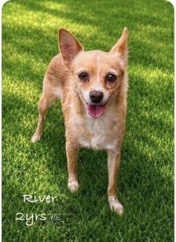 River Stream -  Chihuahua Dog for Adoption in Waunakee, Wisconsin - River Stream | PetCurious