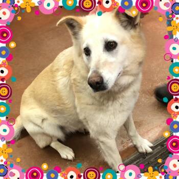 Shepherd Dogs Available for Adoption - LIBERTY  | PetCurious