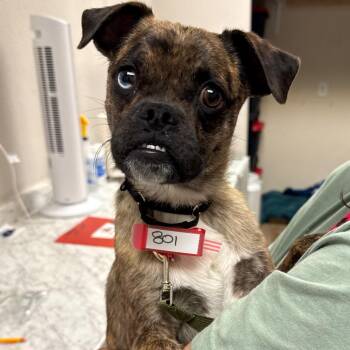 801 (2026) Nudo -  Pug and Mixed Breed Dog for Adoption in Parker, Colorado - 801 (2026) Nudo | PetCurious