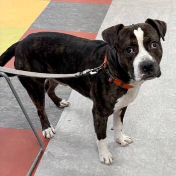 Mixed Breed Dogs Available for Adoption - Potato | PetCurious