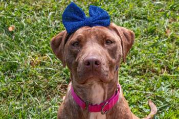 Carol- Sweet Love Bug -  American Staffordshire Terrier Dog for Adoption in Houston, Texas - Carol- Sweet Love Bug | PetCurious