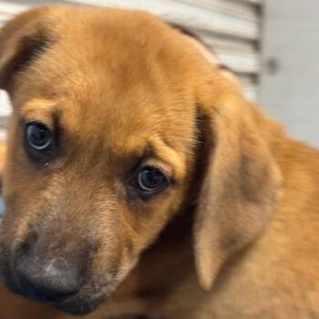 VELMA 658 -  Hound Dog for Adoption in Indiantown, Florida - VELMA 658 | PetCurious