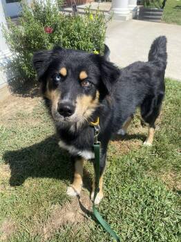 Nerron -  Australian Shepherd Dog for Adoption in Maidens, Virginia - Nerron | PetCurious