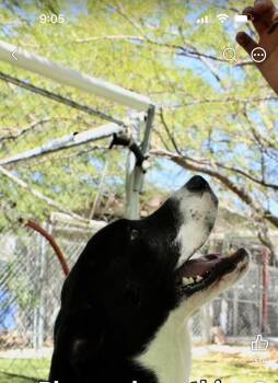 Sugar (Male) -  Labrador Retriever Dog for Adoption in San Diego, California - Sugar (Male) | PetCurious