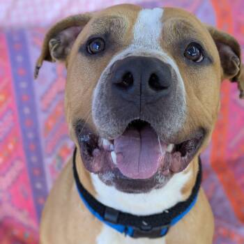 Terrier Dogs Available for Adoption in North Syracuse, New York - Hawk | PetCurious