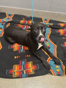 Pit Bull Terrier Dogs Available for Adoption in Las Vegas, Nevada - DENJI | PetCurious