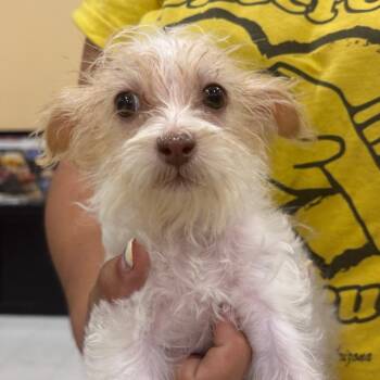 Poppy Denni OS NV PDR -  Terrier Dog for Adoption in Las Vegas, Nevada - Poppy Denni OS NV PDR | PetCurious