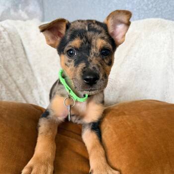 Navy -  Catahoula Leopard Dog and Shepherd Dog for Adoption in Boerne, Texas - Navy | PetCurious