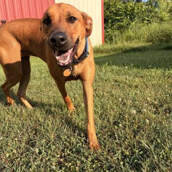 Libby -  Rhodesian Ridgeback Dog for Adoption in Melbourne, Arkansas - Libby | PetCurious