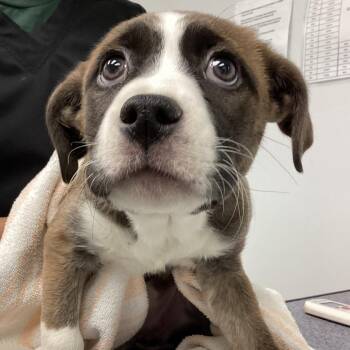 Mixed Breed Dogs Available for Adoption - Hallie | PetCurious