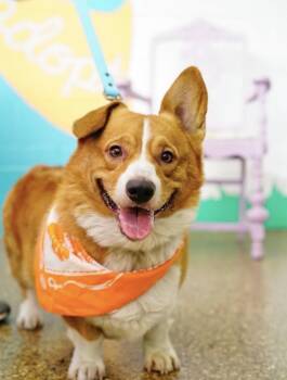 Corgi Dogs Available for Adoption - Nugget | PetCurious