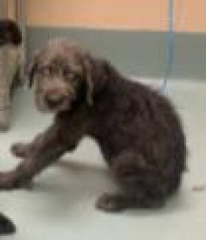 Pinky -  Poodle Dog for Adoption in Portland, Maine - Pinky | PetCurious