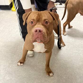 Pit Bull Terrier Dogs Available for Adoption - Smoothe | PetCurious